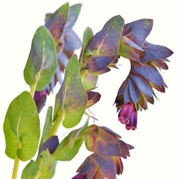 Outsidepride Honeywort Seeds - Abstract Beauty for All Gardens