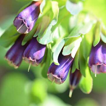 Outsidepride Honeywort Seeds - Abstract Beauty for All Gardens
