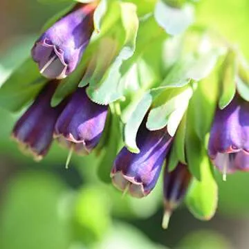 Outsidepride Honeywort Seeds - Abstract Beauty for All Gardens