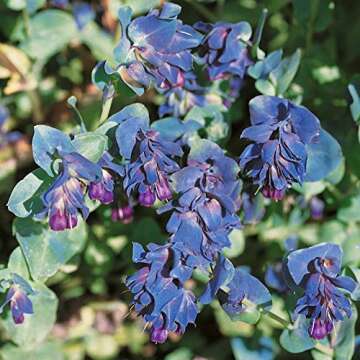 Outsidepride Honeywort Seeds - Abstract Beauty for All Gardens