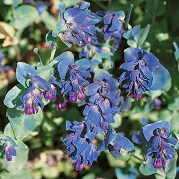 Outsidepride Honeywort Seeds - Abstract Beauty for All Gardens