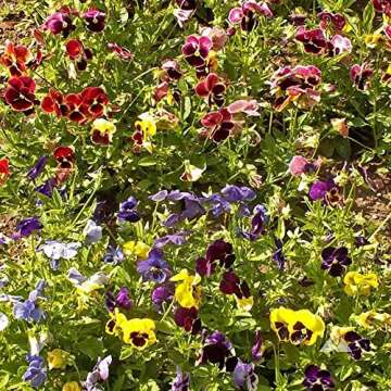 125 Pansy ‘Swiss Giants Mix’ Flower Seeds - Colorful, Hardy Annuals