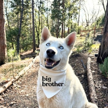 Dog Bandana for Pregnancy Announcement Big Brother Reveal