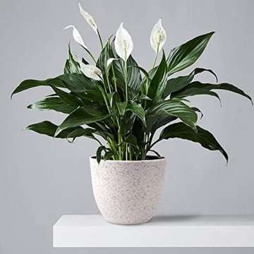 Giraffe Creation 3-Pot Set - Trendy Plant Pots with Drainage