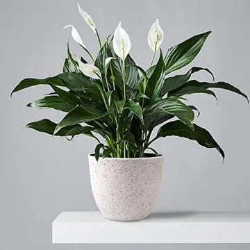 Giraffe Creation 3-Pot Set - Trendy Plant Pots with Drainage