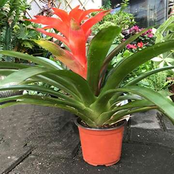 KINJOEK 110 Packs 6 Inch 0.5 Gallon Plastic Plants Nursery Pots, Flower Plant Growing Container Seed Starting Planter Bulk for Seedling Transplant Indoor Outdoor Supply, Garden Yard Park