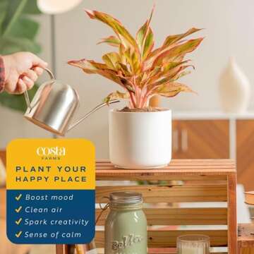 Costa Farms Chinese Evergreen, Live Indoor Plant Aglaonema, Potted in Modern Decor Planter Pot with ...