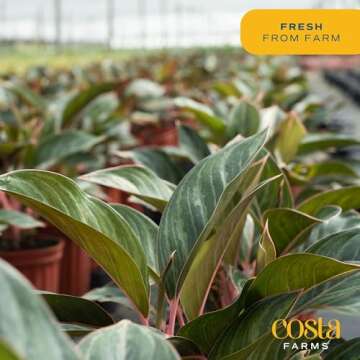 Costa Farms Chinese Evergreen, Live Indoor Plant Aglaonema, Potted in Modern Decor Planter Pot with Soil, Live Houseplant Gardening Gift, Tabletop, Office, or Home Décor, 14-Inches Tall