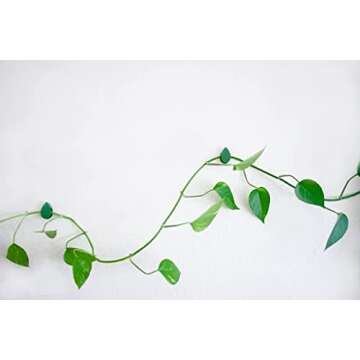 Urban Green Home Plant Clips with Pre-Applied Adhesive Pads for Climbing and Hanging Plants to Walls Invisible Leaf Design 20 Count