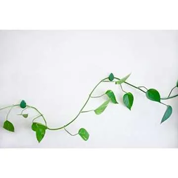 Urban Green Home Plant Clips with Pre-Applied Adhesive Pads for Climbing and Hanging Plants to Walls Invisible Leaf Design 20 Count