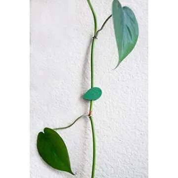 Urban Green Home Plant Clips with Pre-Applied Adhesive Pads for Climbing and Hanging Plants to Walls Invisible Leaf Design 20 Count
