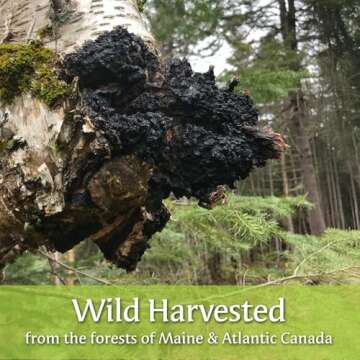 Maine Chaga Tea Fine Mushroom Powder, No Pesticides, 100% Wild-Harvested in Maine & Atlantic Canada, Not an Extract but Whole Raw Powder, 4oz, Not sourced from Overseas, Pesticide Free