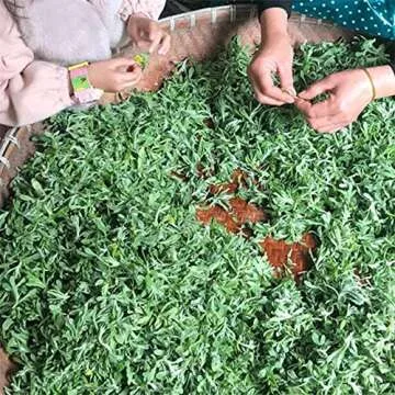 MiralandBerry Dried Mugwort Tea, 20 Individually Wrapped Sachets, Hand Picked Tea Leaves