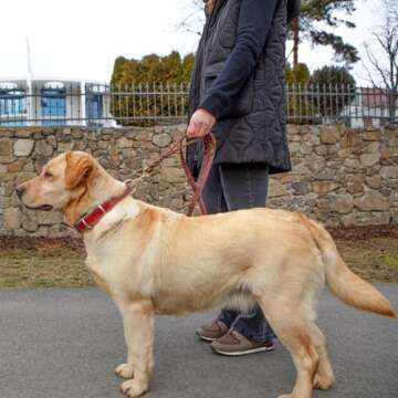 ADITYNA Premium Leather Dog Leash 6ft - Double Handle