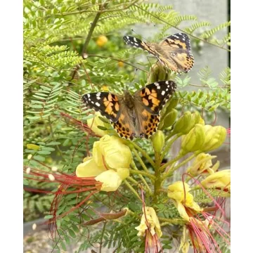 Insect Lore Giant Butterfly Garden Experience | Live Caterpillars and More