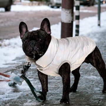 ASENKU Waterproof Winter Coat for Dogs - Windproof & Warm