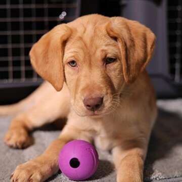 Chew King Dog Fetch Balls for All Breed Sizes