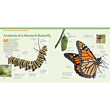 Step-by-Step Guide to Raising Monarch Butterflies
