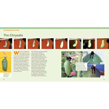 Step-by-Step Guide to Raising Monarch Butterflies