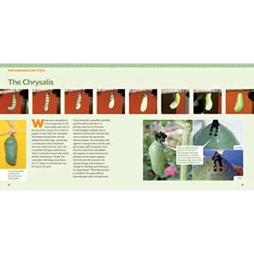 Step-by-Step Guide to Raising Monarch Butterflies