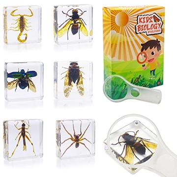 Fruzelg ELifeBox 6 PCS Insect Specimen Set for Kids