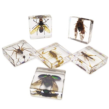 Fruzelg ELifeBox 6 PCS Insect Specimen Set for Kids