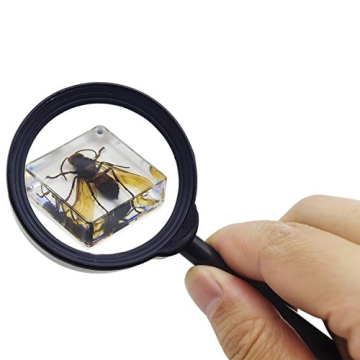 Fruzelg ELifeBox 6 PCS Insect Specimen Set for Kids