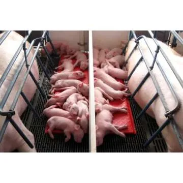 KANE 48" Baby Pig Heat Mat - Efficient & Durable Heat Solution