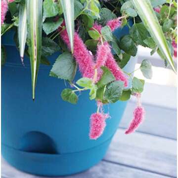 Bloem Living LP0860 Lucca Self-Watering Planter, 8-Inch, Peppercorn