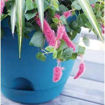 Bloem Living LP0860 Lucca Self-Watering Planter, 8-Inch, Peppercorn