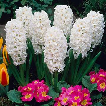 UtopiaSeeds 5 Carnegie Hyacinth Bulbs - White Hyacinth - Grow Beautiful and Fragrant Hyacinths
