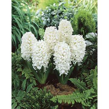 UtopiaSeeds 5 Carnegie Hyacinth Bulbs - White Hyacinth - Grow Beautiful and Fragrant Hyacinths