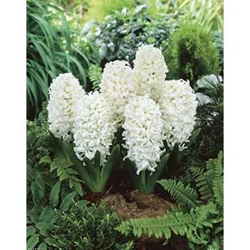 UtopiaSeeds 5 Carnegie Hyacinth Bulbs - White Hyacinth - Grow Beautiful and Fragrant Hyacinths
