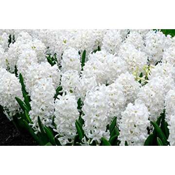 UtopiaSeeds 5 Carnegie Hyacinth Bulbs - White Hyacinth - Grow Beautiful and Fragrant Hyacinths