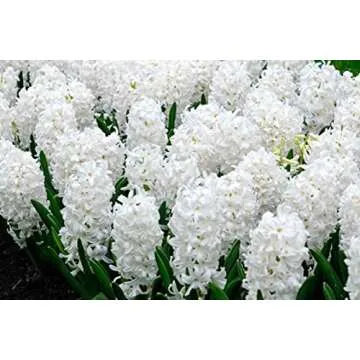 UtopiaSeeds 5 Carnegie Hyacinth Bulbs - White Hyacinth - Grow Beautiful and Fragrant Hyacinths