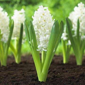 UtopiaSeeds 5 Carnegie Hyacinth Bulbs - White Hyacinth - Grow Beautiful and Fragrant Hyacinths
