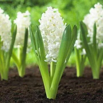 UtopiaSeeds 5 Carnegie Hyacinth Bulbs - White Hyacinth - Grow Beautiful and Fragrant Hyacinths