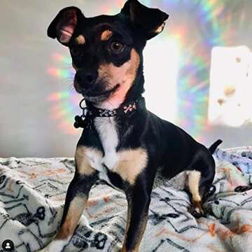 6 Mandala Window Decals for Bird Strikes - Anti-Collision Clings to Save Birds,Non Adhesive Vinyl Rainbow Suncatch Stickers, Easy Remove No Residue and Reusable