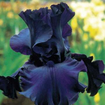 Vibrant Bearded Iris Roots for Stunning Year-Round Blooms