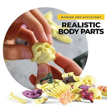 Rovox Human Anatomy for Kids Removable Skeleton Model and Torso Human Body for Kids STEM Toys Science Kit Full Body Anatomy Sets for Kids and Teens - 30 Piece Full Anatomy Toy Set - 11 Inches Tall
