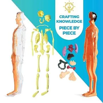 Rovox Human Anatomy for Kids Removable Skeleton Model and Torso Human Body for Kids STEM Toys Science Kit Full Body Anatomy Sets for Kids and Teens - 30 Piece Full Anatomy Toy Set - 11 Inches Tall