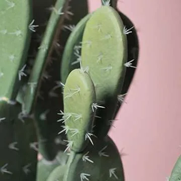 Lifelike Artificial Prickly Pear Cactus for Home or Office
