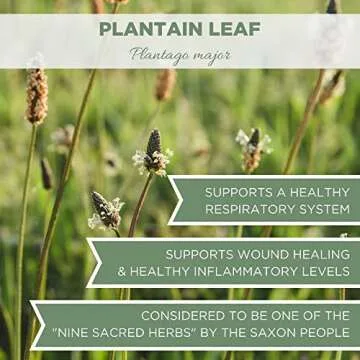Organic Plantain Leaf 4 oz. (113g), USDA Certified Organic Dried Broadleaf Plantain Leaf Tea, Organic Plantain Herb, Dried Plaintain Herb, Cut & Sifted
