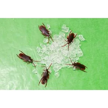 G&T Dubia Roach Starter Kit for Reptiles and Breeders