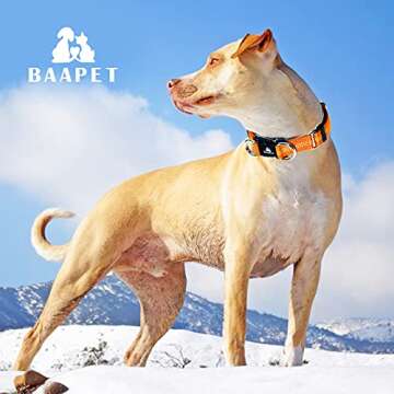 BAAPET Comfortable Dog Collar with Double Security Dual D-Ring and ID Tag Hanger for Small Puppy, Medium and Large Dogs (L - 1.0" x (16"-24"), Orange)