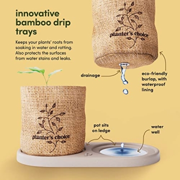 Bonsai Starter Kit - Complete DIY Gift for Garden Lovers