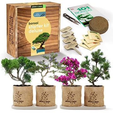 Bonsai Starter Kit - Complete DIY Gift for Garden Lovers