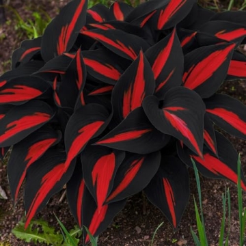 200 Non-GMO Black Red Hosta Seeds for Shade Gardens