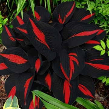 200 Non-GMO Black Red Hosta Seeds for Shade Gardens