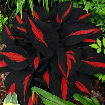 200 Non-GMO Black Red Hosta Seeds for Shade Gardens